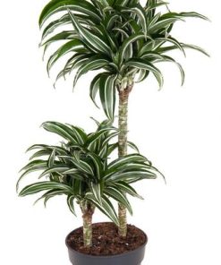 Dracaena Jade Jewel 45-15 – Ø19cm – ↕80cm