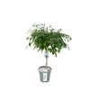 Ficus Adora / Exotica – Ø27 cm – ↕120 cm