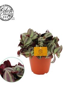 Tradescantia Zebrina – Ø15 cm – ↕15 cm