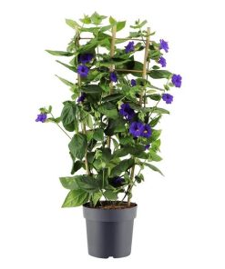 Thunbergia Battiscombei Rek P24 – Ø24cm – ↕100cm