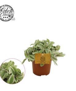 Tradescantia Tenderness 10,5cm – Ø10,5cm – ↕15 cm