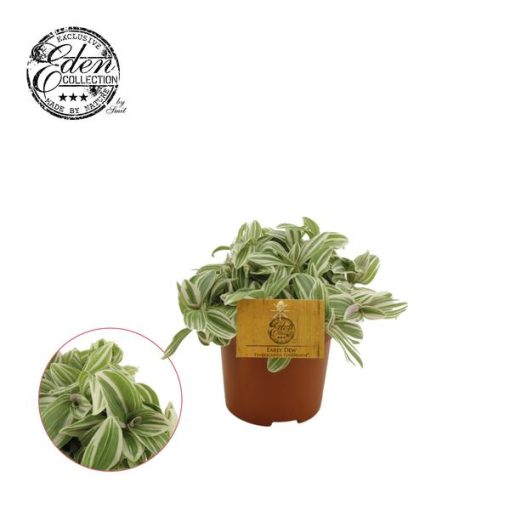 Tradescantia Tenderness 10,5cm - Ø10,5cm - ↕15 cm