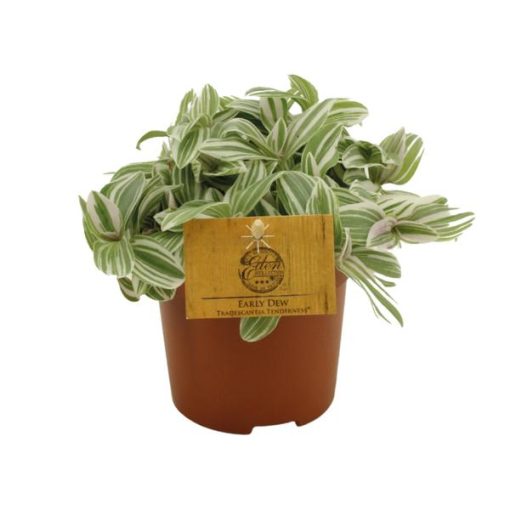 Tradescantia Tenderness 10,5cm - Ø10,5cm - ↕15 cm – Bild 2