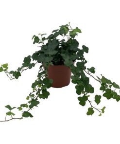 Hedera Helix ‚Wonder‘ – Ø13cm – ↕cm