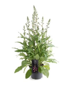 Digitalis Lucas Pink – Ø19cm – ↕60cm