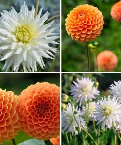 Flowerbulbs Amsterdam Dutch Dahlien Knollen Mix – 2 Stück, Mix Orange Pride dahlienknollen, Dahlien Playa Blanca & Dahlien Ralphie, Lebendige Farbpalette, inkl. Pflanzanleitung, Geschenk