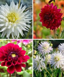 Flowerbulbs Amsterdam – Mix Romantische Schönheiten, Dahlien Playa Blanca & Dahlien Heatwave, 2 Stück