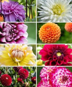 Flowerbulbs Amsterdam Super Mix – Paket mit 8 verschiedenen Dahlien, 1,5 m² Dahlienvergnügen