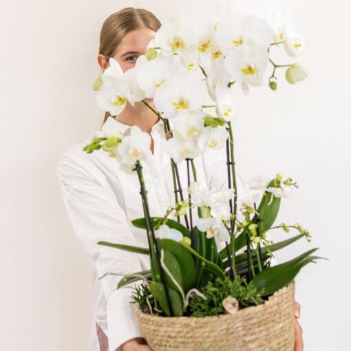 Kolibri Orchids | weißes Pflanzenset im Schilfkorb inkl. Wassertank | drei weiße Orchideen und drei Grünpflanzen | Feldstrauß weiß mit autarkem Wassertank – Bild 4