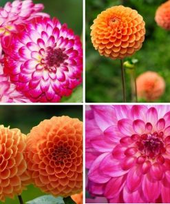 Flowerbulbs Amsterdam – Mix Pompon Splash, 6 Dahlien Little Robert & 6 Dahlien Ralphie knollen für 2 m²