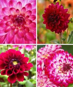 Flowerbulbs Amsterdam – Mix Outdoor Happiness, 6 Dahlien Little Robert & 6 Dahlien Heatwave knollen für 2 m²