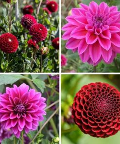 Flowerbulbs Amsterdam – Mix Gerard’s Darlings, 12 Dahlie Natal & 12 Dahlie Blue Bell knollen für 4 m²