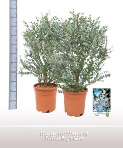 Eucalyptus Gunnii Azura Struik – Ø27cm – ↕110cm