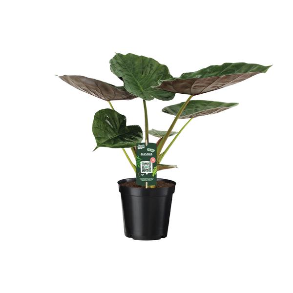 Alocasia Wentii – Olifantsoor – 70cm – Ø19