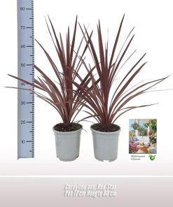 Cordyline Aus. Red Star – 1 Stück – Ø17cm – ↕80cm