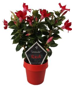 Mandevilla Sundaville Classic Red (Rot) auf Rankgerüst (Dipladenia) – Ø 14 cm – ↕ 40 cm