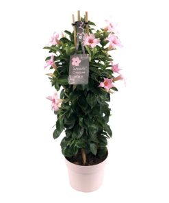 Mandevilla Sundaville Cream Pink In Toren (Dipladenia) – Ø19cm – ↕75cm