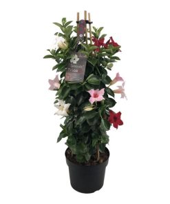 Mandevilla Sundaville Bicolor In Toren (Dipladenia) – Ø19cm – ↕75cm