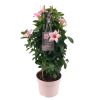 Mandevilla Sundaville – Creme Pink im Turm (Dipladenia) – Ø 17 cm – ↕ 55 cm