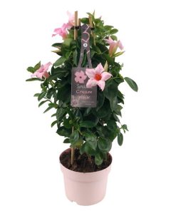 Mandevilla Sundaville – Creme Pink im Turm (Dipladenia) – Ø 17 cm – ↕ 55 cm