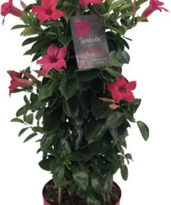 Mandevilla Sundaville Classic Pink In Toren (Dipladenia) – Ø19cm – ↕75cm