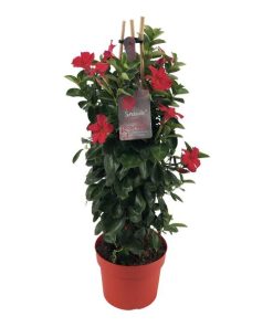 Mandevilla Sundaville Early Scarlet In Toren (Dipladenia) – Ø19cm – ↕75cm