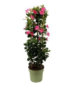 Mandevilla Sundaville Early Pink In Toren (Dipladenia) – Ø24cm – ↕95cm