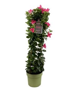 Mandevilla Sundaville Classic Pink In Toren (Dipladenia) – Ø24cm – ↕95cm