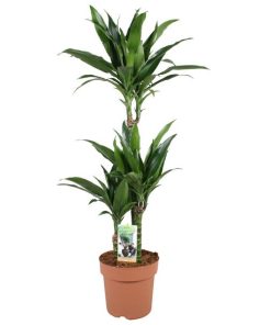 Dracaena Janet Craig 60-30-15 – Ø21cm – ↕100cm