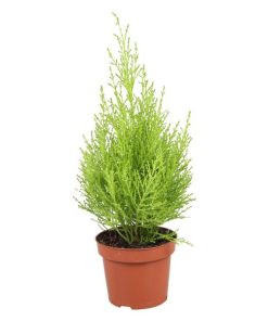 Cupressus Goldcrest Wilma – Hoogte 35-40 Cm. – Ø12cm – ↕35cm