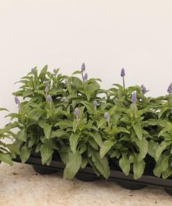 Salvia Farinacea – Ø13cm – ↕25cm