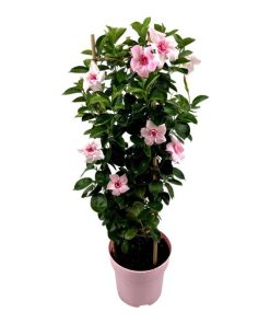 Mandevilla Sundaville Double Blush Pink In Toren (Dipladenia) – Ø19cm – ↕75cm