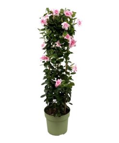 Mandevilla Sundaville Double Blush Pink In Toren (Dipladenia) – Ø24cm – ↕95cm