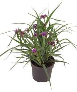 Tradescantia Brainstorm P17 – Ø17cm – ↕35cm