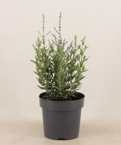 Perovskia Atriplicifolia ‚Prime Time‘ P17 – Ø17cm – ↕45cm