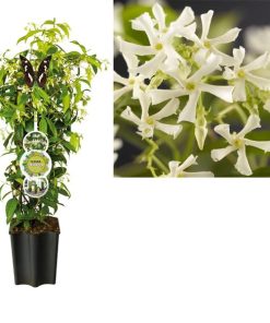 FleuraTerrazza W320 Trachelospermum Jasminoides +label – Ø19cm – ↕75cm