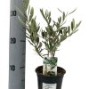 Olivenbaum – Olea Europaea – Ø12 cm – ↕30 cm