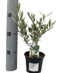 Olivenbaum – Olea Europaea – Ø12 cm – ↕30 cm