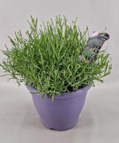 Lavandula Ang. Hidcote 26 Cm – Ø26cm – ↕45cm