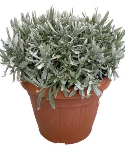 Lavandula Angustifolia – Echter Lavendel – Ø30 cm – ↕40 cm