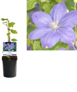 Clematis ‚Mrs. Cholmondeley‘ +light Label – Ø11cm – ↕40cm