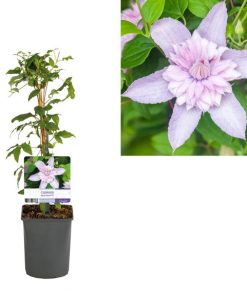 Clematis Multi Pink® PBR +light Label – Ø11cm – ↕40cm