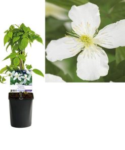 Clematis Montana ‚Grandiflora‘ +light Label – Ø11cm – ↕40cm