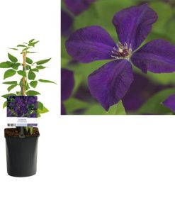 Clematis Vit. ‚Polish Spirit‘ +light Label – Ø11cm – ↕40cm