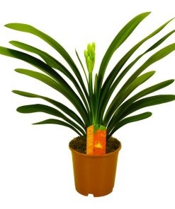 Clivia Miniata Met Etiket – Ø13cm – ↕40cm