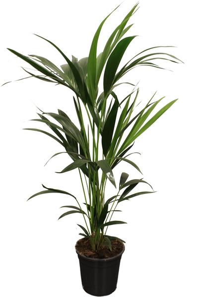 Howea Forsteriana (Kentia) – Kentia-Palme – 5 Pit 100-120 cm – Ø 21 cm – ↕ 100 cm