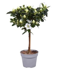 Azalea Vogel Op Stam Wit 13cm – Ø13cm – ↕40cm