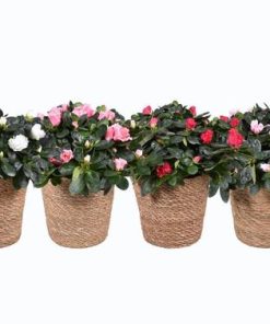 Azalea Gemengd 14cm In Mand 17cm – Ø14cm – ↕35cm