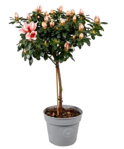 Azalea Op Stam ‚Mevr. Gerard Kint‘ 13cm – Ø13cm – ↕40cm