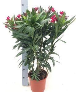 Nerium Oleander „struik“ – ROOD – Ø20cm – ↕80cm